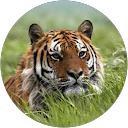 Anthony Indorato profile picture